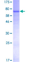 PNLIPRP2 Protein - 12.5% SDS-PAGE of human PNLIPRP2 stained with Coomassie Blue