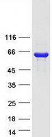 PNLIPRP2 Protein - Purified recombinant protein PNLIPRP2 was analyzed by SDS-PAGE gel and Coomassie Blue Staining