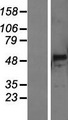 PNLIPRP3 Protein - Western validation with an anti-DDK antibody * L: Control HEK293 lysate R: Over-expression lysate