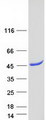 PNMA1 / MA1 Protein - Purified recombinant protein PNMA1 was analyzed by SDS-PAGE gel and Coomassie Blue Staining
