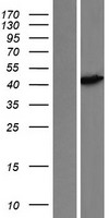 PNMA2 / MA2 Protein - Western validation with an anti-DDK antibody * L: Control HEK293 lysate R: Over-expression lysate