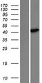 PNMA2 / MA2 Protein - Western validation with an anti-DDK antibody * L: Control HEK293 lysate R: Over-expression lysate