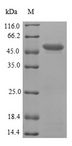 PNMA2 / MA2 Protein - (Tris-Glycine gel) Discontinuous SDS-PAGE (reduced) with 5% enrichment gel and 15% separation gel.