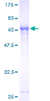 PNMA2 / MA2 Protein - 12.5% SDS-PAGE of human PNMA2 stained with Coomassie Blue