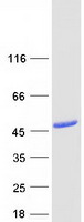 PNMA2 / MA2 Protein - Purified recombinant protein PNMA2 was analyzed by SDS-PAGE gel and Coomassie Blue Staining