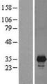 PNMT Protein - Western validation with an anti-DDK antibody * L: Control HEK293 lysate R: Over-expression lysate