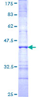 PNN / Pinin Protein - 12.5% SDS-PAGE Stained with Coomassie Blue.