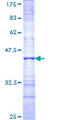 PNN / Pinin Protein - 12.5% SDS-PAGE Stained with Coomassie Blue.