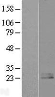 PNOC / Nociceptin Protein - Western validation with an anti-DDK antibody * L: Control HEK293 lysate R: Over-expression lysate