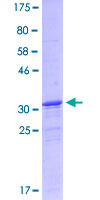 PNOC / Nociceptin Protein - 12.5% SDS-PAGE Stained with Coomassie Blue.