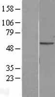 PNPLA2 / ATGL Protein - Western validation with an anti-DDK antibody * L: Control HEK293 lysate R: Over-expression lysate