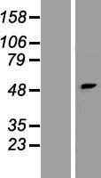 PNPLA5 Protein - Western validation with an anti-DDK antibody * L: Control HEK293 lysate R: Over-expression lysate
