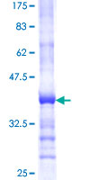 PNPO Protein - 12.5% SDS-PAGE Stained with Coomassie Blue.