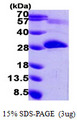 PNPO Protein