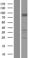 PNPT1 Protein - Western validation with an anti-DDK antibody * L: Control HEK293 lysate R: Over-expression lysate