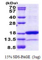 PNRC2 Protein
