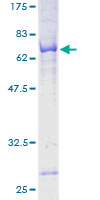 POC1A / SOFT Protein - 12.5% SDS-PAGE of human WDR51A stained with Coomassie Blue