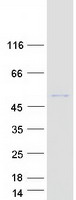 POC1A / SOFT Protein - Purified recombinant protein POC1A was analyzed by SDS-PAGE gel and Coomassie Blue Staining