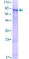 POC1B / WDR51B Protein - 12.5% SDS-PAGE of human WDR51B stained with Coomassie Blue