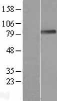 PODN Protein - Western validation with an anti-DDK antibody * L: Control HEK293 lysate R: Over-expression lysate