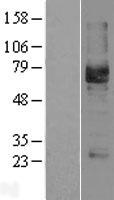 PODXL / Podocalyxin Protein - Western validation with an anti-DDK antibody * L: Control HEK293 lysate R: Over-expression lysate