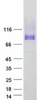 PODXL / Podocalyxin Protein - Purified recombinant protein PODXL was analyzed by SDS-PAGE gel and Coomassie Blue Staining