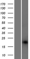 POFUT1 Protein - Western validation with an anti-DDK antibody * L: Control HEK293 lysate R: Over-expression lysate