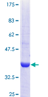 POFUT1 Protein - 12.5% SDS-PAGE Stained with Coomassie Blue.
