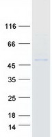 POFUT1 Protein - Purified recombinant protein POFUT1 was analyzed by SDS-PAGE gel and Coomassie Blue Staining