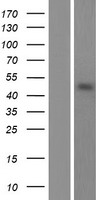 POFUT2 Protein - Western validation with an anti-DDK antibody * L: Control HEK293 lysate R: Over-expression lysate