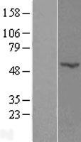 POFUT2 Protein - Western validation with an anti-DDK antibody * L: Control HEK293 lysate R: Over-expression lysate