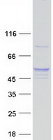 POFUT2 Protein - Purified recombinant protein POFUT2 was analyzed by SDS-PAGE gel and Coomassie Blue Staining