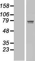POGK Protein - Western validation with an anti-DDK antibody * L: Control HEK293 lysate R: Over-expression lysate