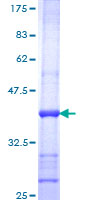 POGK Protein - 12.5% SDS-PAGE Stained with Coomassie Blue.