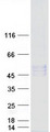 POGLUT1 Protein - Purified recombinant protein POGLUT1 was analyzed by SDS-PAGE gel and Coomassie Blue Staining