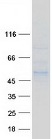 POGLUT1 Protein - Purified recombinant protein KTELC1 was analyzed by SDS-PAGE gel and Coomassie Blue Staining