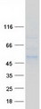 POGLUT1 Protein - Purified recombinant protein KTELC1 was analyzed by SDS-PAGE gel and Coomassie Blue Staining