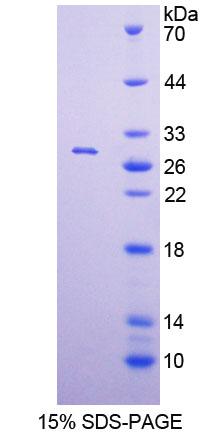 POLA1 / DNA Polymerase Alpha 1 Protein - Recombinant  Polymerase DNA Directed Alpha 1 By SDS-PAGE