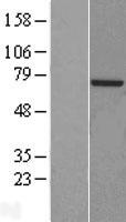 POLA2 / DNA Polymerase Alpha 2 Protein - Western validation with an anti-DDK antibody * L: Control HEK293 lysate R: Over-expression lysate