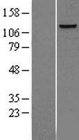 POLD1 Protein - Western validation with an anti-DDK antibody * L: Control HEK293 lysate R: Over-expression lysate