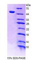 POLD1 Protein - Recombinant Polymerase DNA Directed Delta 1 By SDS-PAGE