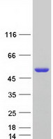 POLD2 Protein - Purified recombinant protein POLD2 was analyzed by SDS-PAGE gel and Coomassie Blue Staining