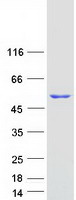 POLD2 Protein - Purified recombinant protein POLD2 was analyzed by SDS-PAGE gel and Coomassie Blue Staining