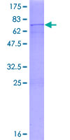 POLDIP2 / PDIP38 Protein - 12.5% SDS-PAGE of human POLDIP2 stained with Coomassie Blue