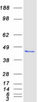 POLDIP2 / PDIP38 Protein - Purified recombinant protein POLDIP2 was analyzed by SDS-PAGE gel and Coomassie Blue Staining