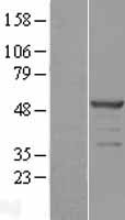 POLDIP3 / p46 Protein - Western validation with an anti-DDK antibody * L: Control HEK293 lysate R: Over-expression lysate