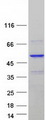 POLDIP3 / p46 Protein - Purified recombinant protein POLDIP3 was analyzed by SDS-PAGE gel and Coomassie Blue Staining