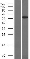 POLE2 Protein - Western validation with an anti-DDK antibody * L: Control HEK293 lysate R: Over-expression lysate