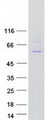 POLE2 Protein - Purified recombinant protein POLE2 was analyzed by SDS-PAGE gel and Coomassie Blue Staining