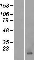 POLE4 / p12 Protein - Western validation with an anti-DDK antibody * L: Control HEK293 lysate R: Over-expression lysate